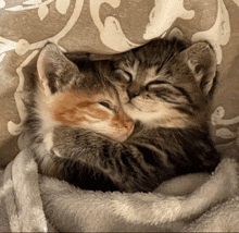 two kittens are wrapped in a blanket and hugging each other
