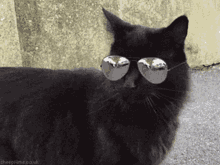 Cat Swag GIF - Cat Swag Dope GIFs