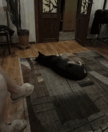 a black dog is standing on its hind legs on a rug in a living room .