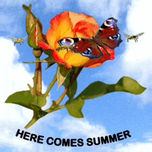 Here Comes Summer Orange Rose GIF - Here Comes Summer Summer Orange Rose GIFs