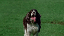 a brown and white dog is running through a grassy field with a frisbee in its mouth .