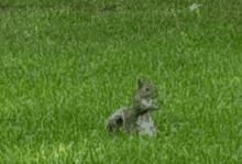 Squirrel Nope GIF