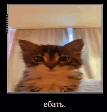 a close up of a cat looking at the camera with a foreign language written below it .