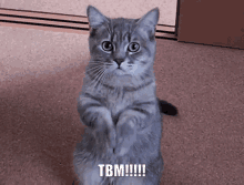 Please Tbm GIF - Please Tbm Cat Please GIFs