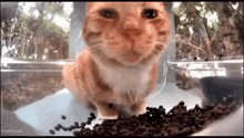 a cat is eating coffee beans from a bowl .