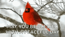 May You Be Blessed With A Peaceful Day Cardinal GIF - May You Be Blessed With A Peaceful Day Cardinal Snowing GIFs