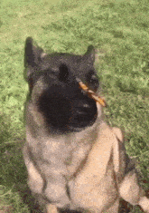Dog Butterfly GIF - Dog Butterfly GIFs