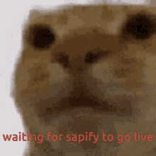 Sapify Sapifyy GIF - Sapify Sapifyy Waiting For Live GIFs
