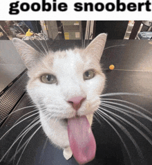 Goobie Snoobert Goofy Silly Cat Bleh GIF - Goobie Snoobert Goofy Silly Cat Bleh GIFs