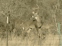 Whitetail Deer Deer GIF