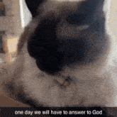 a picture of a cat with the words one day we will have to answer to god