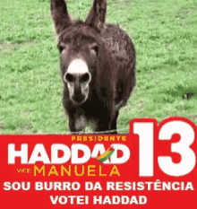 burro pt resistencia