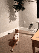 Cat Silly Kitty GIF - Cat Silly Kitty Mischief GIFs