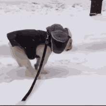 Snow Doggo GIF