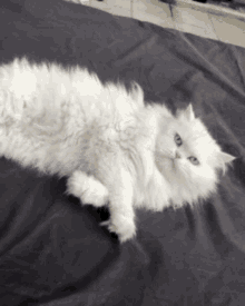 Cat White GIF - Cat White Scary GIFs