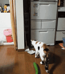 Cats And GIF - Cats And Cucumbers GIFs