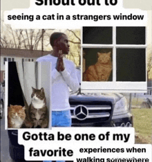 Cat Stranger GIF - Cat Stranger Window GIFs