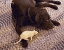 Dog Mouse GIF - Dog Mouse This Is My Food GIFs