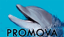promova dolphin