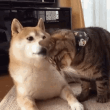 Cat Kiss GIF - Cat Kiss Dog GIFs