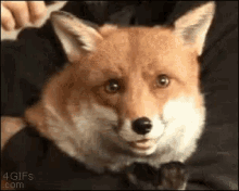 fox funny animals cute hair brush grooming