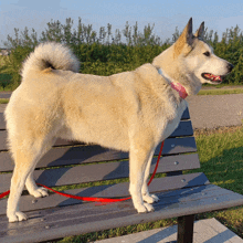 a white dog standing on a park bench with a red leash