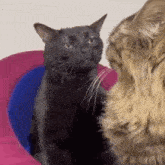 Cat Cat Fight GIF - Cat Cat Fight Annoyed GIFs