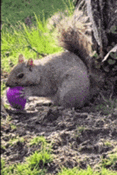 a squirrel is eating a purple ball in the grass