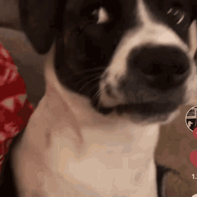 Dog Tiktok GIF - Dog Tiktok Funny - Discover & Share GIFs