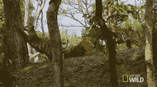 Play Time Tiger GIF - Play Time Tiger Nat Geo Wild GIFs