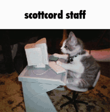 Scottcord Scottcord Staff GIF - Scottcord Scottcord Staff Cat GIFs