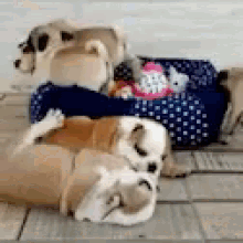 Puppies Funny GIF - Puppies Funny Doggie GIFs
