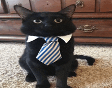 a black cat wearing a blue and white tie