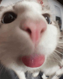 a close up of a white cat 's nose with its tongue sticking out