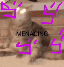 Menacing Cat GIF - Menacing Cat GIFs