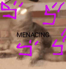 Menacing Cat GIF