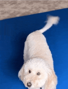 a small white dog with a long tail standing on a blue mat