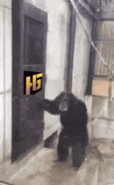 a chimpanzee is standing in front of a door with a sign that says hg on it
