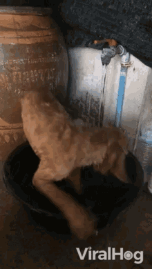 Bathing Wet GIF - Bathing Wet Wet Dog GIFs