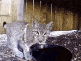 a cat is standing next to a black cat in front of a wooden fence
