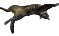 a cat is laying upside down on its back with its arms outstretched