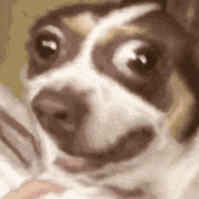 Mr Bubz Warped Face GIF - Mr Bubz Warped Face Dog GIFs