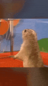 a prairie dog standing on its hind legs in a cage