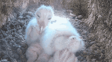 Cuddling Robert E Fuller GIF - Cuddling Robert E Fuller Owls Nest GIFs