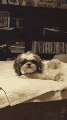 Cute Puppy GIF - Cute Puppy Osmond GIFs