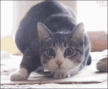 Cat Wiggle GIF - Cat Wiggle Shaquille O Neal GIFs