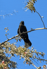 Crow Bird Stare GIF