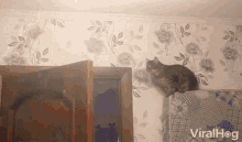 Cat Funny Cats GIF - Cat Funny Cats Door Fail GIFs