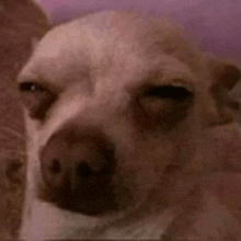 a close up of a chihuahua dog 's face with its eyes closed .