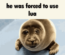 he was forced to use lua lua he was forced sad seal lua coder